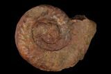 Toarcian Ammonite (Hildoceras) Fossil - France #152747-1